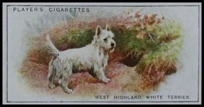 47 West Highland White Terrier